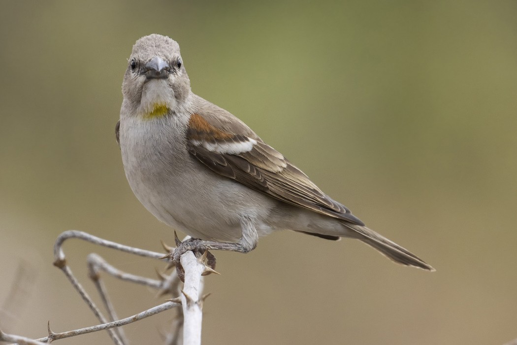Yellow-throated Sparrow