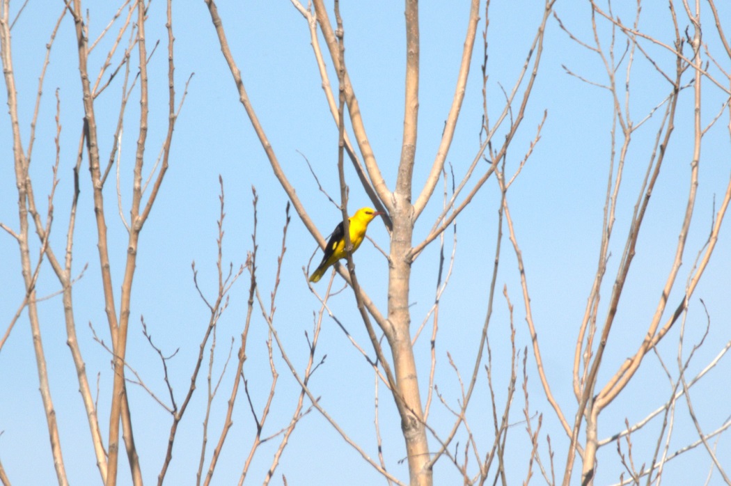 Eurasian Golden Oriole