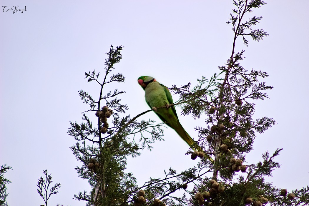 Alexandrine Parakeet