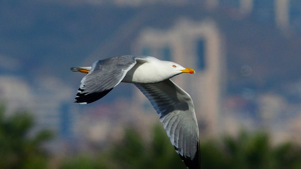Yellow-legged Gull