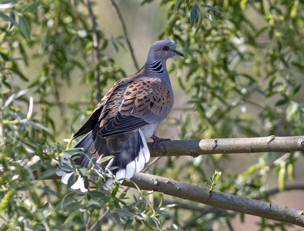 European Turtle Dove