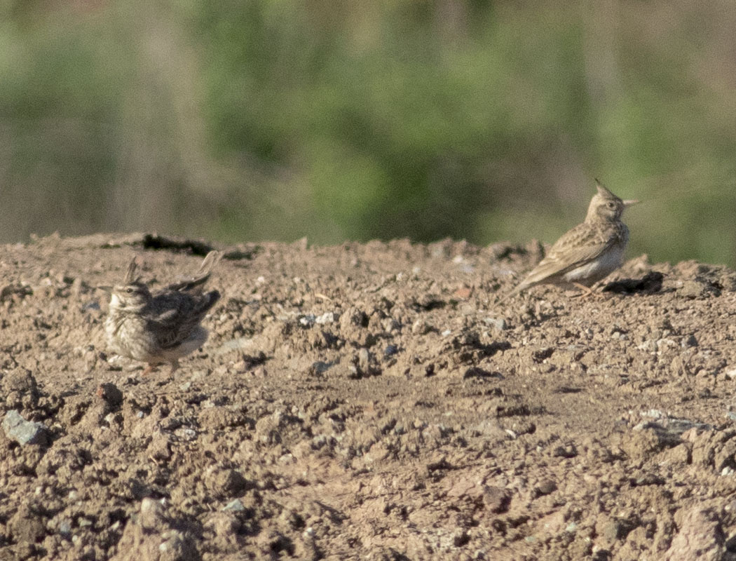 Crested Lark