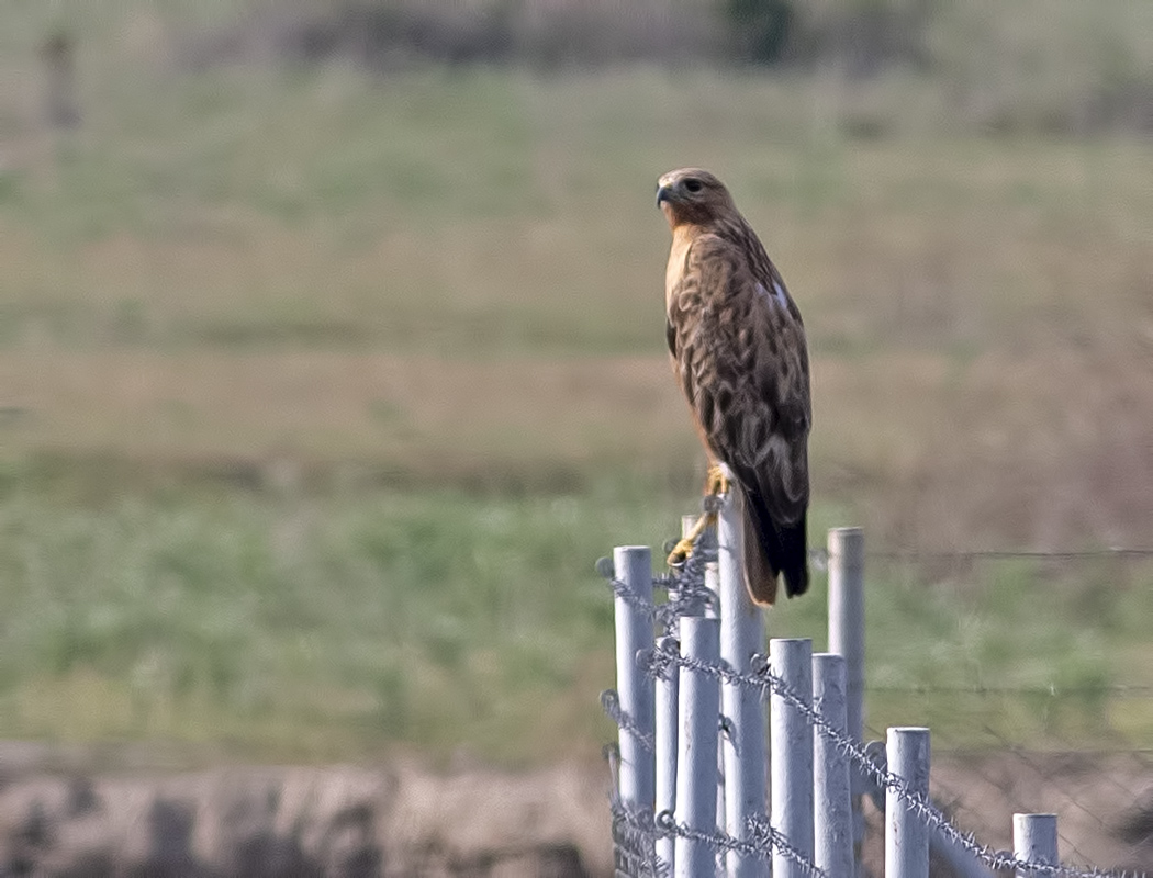 Long-legged Buzzard