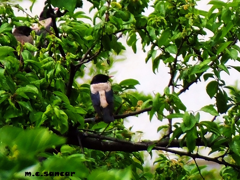 Rosy Starling