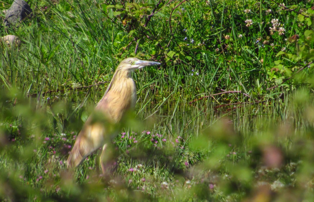 Squacco Heron
