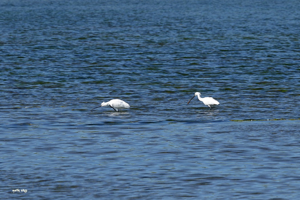 Eurasian Spoonbill