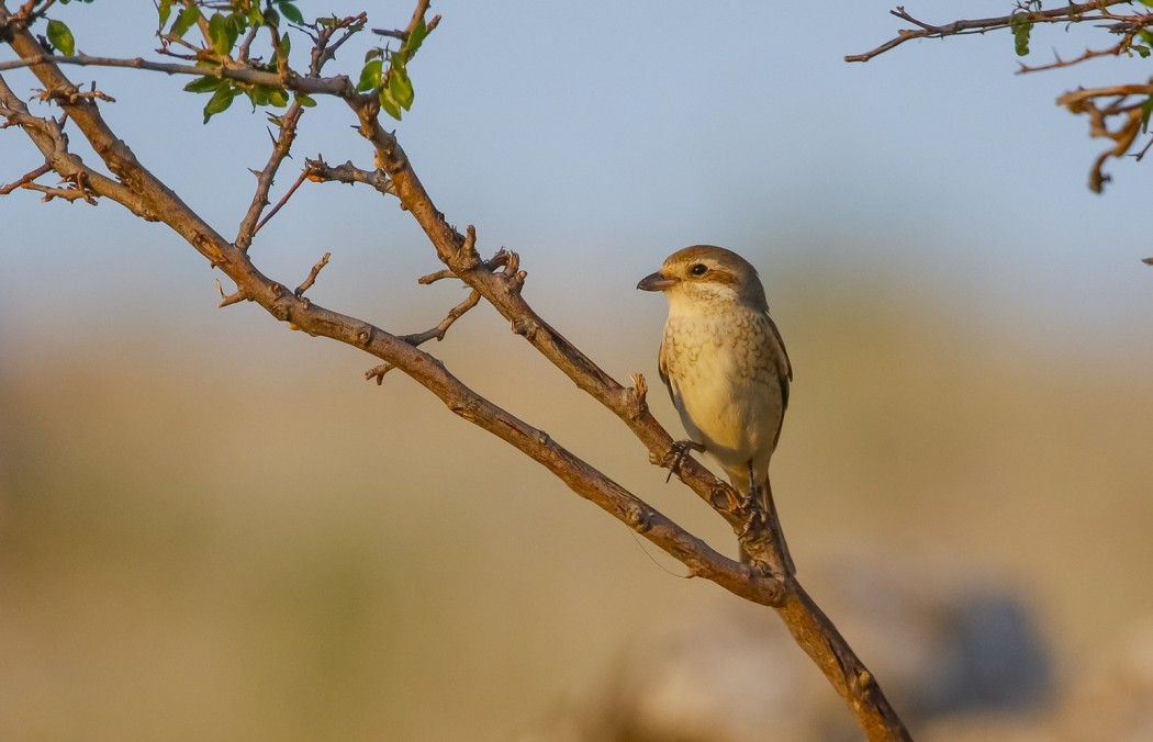 Red-backed Shrike
