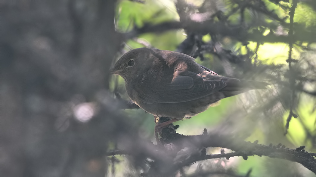 River Warbler
