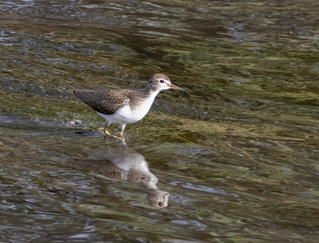 Common Sandpiper