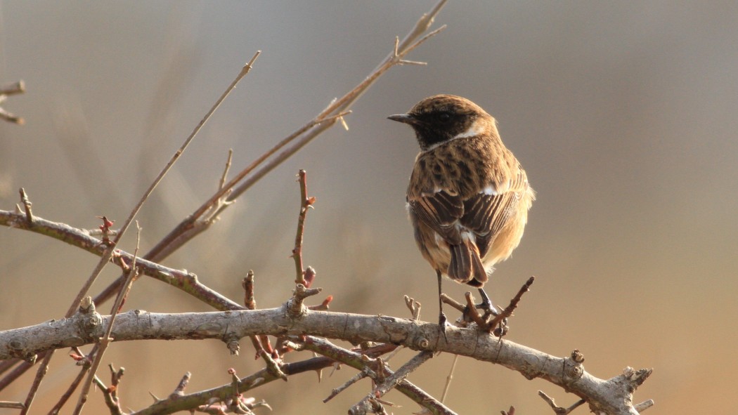 European Stonechat