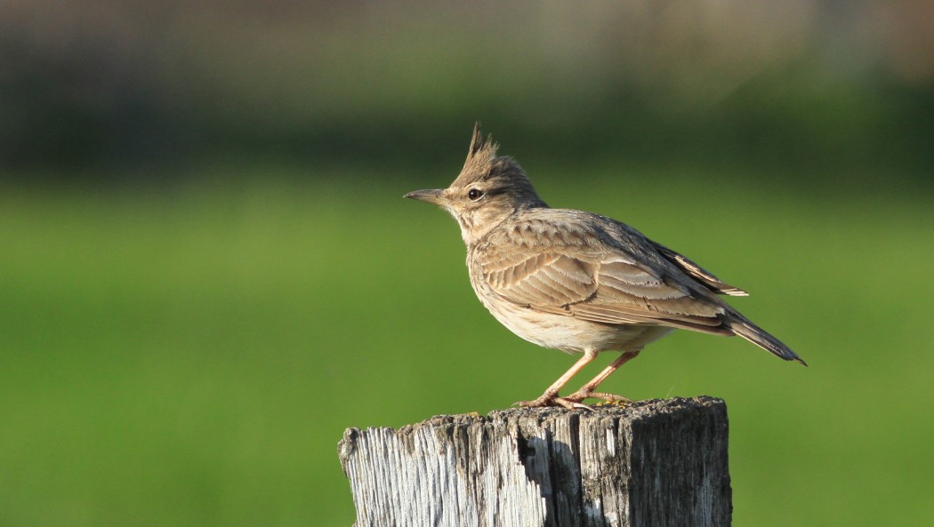 Crested Lark
