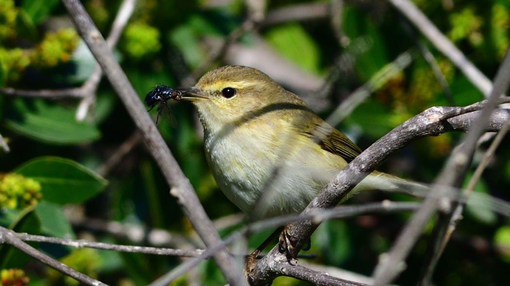 Common Chiffchaff