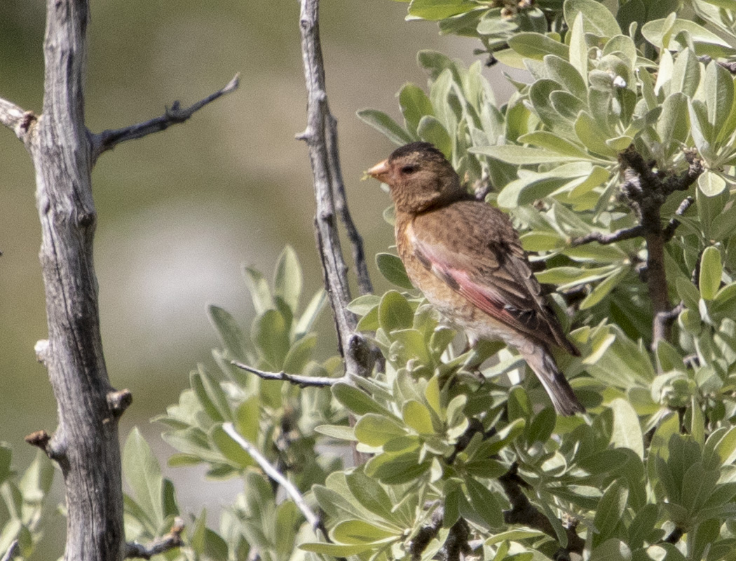 Crimson-winged Finch