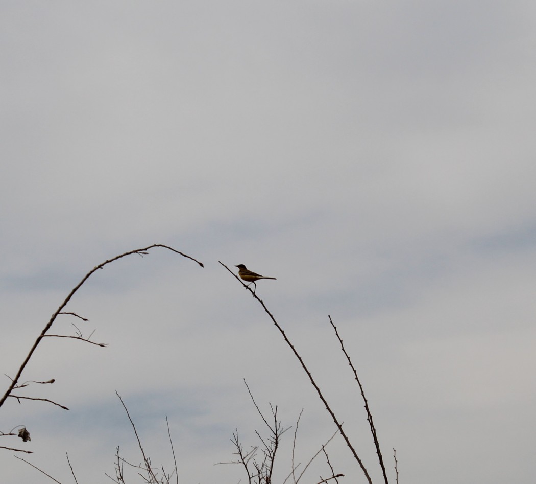 Western Yellow Wagtail