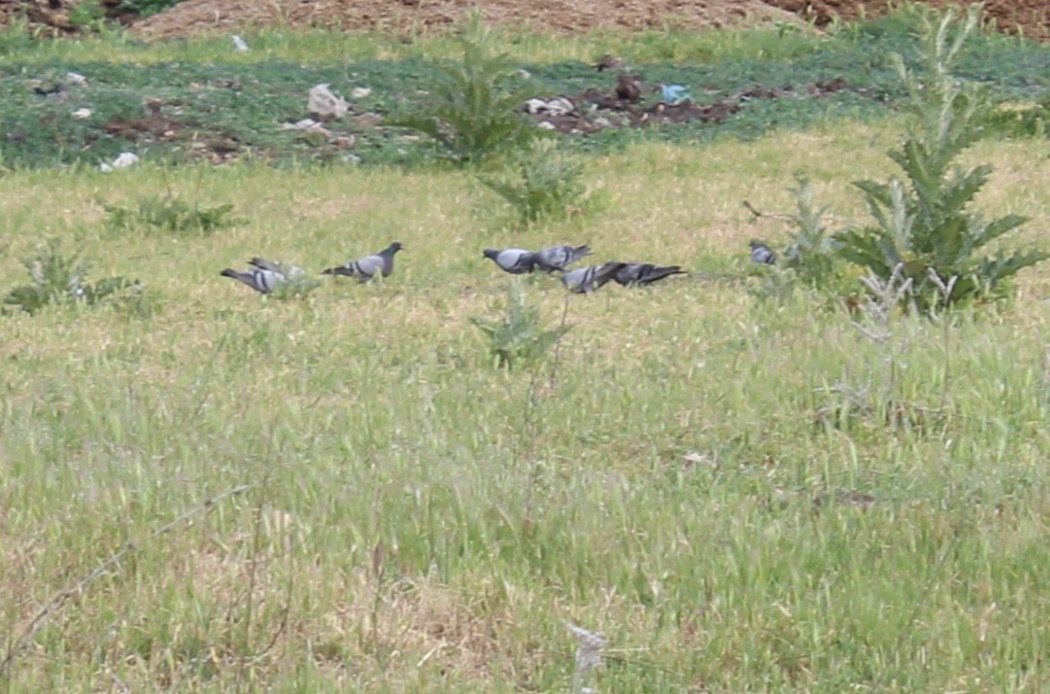 Rock Dove