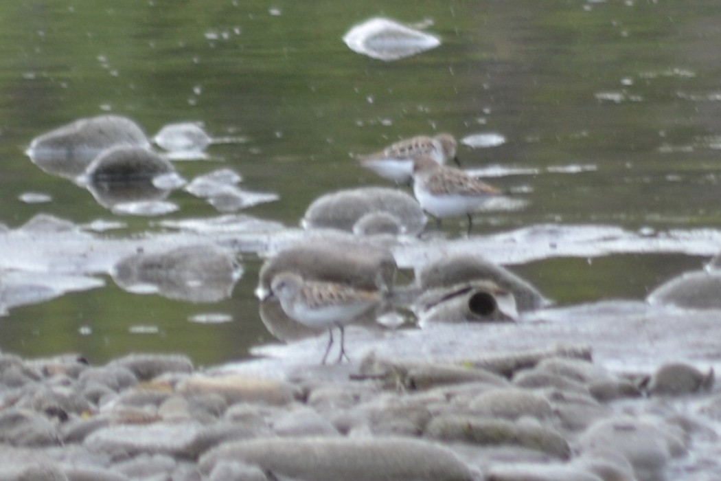 Little Stint
