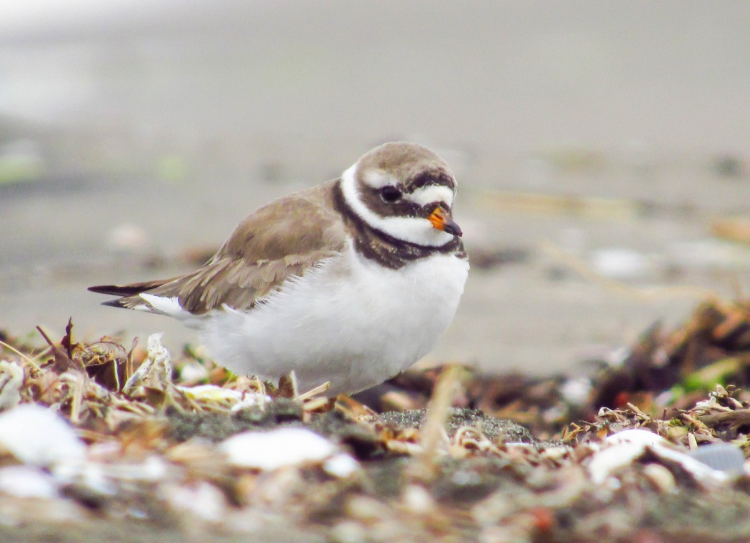 Common Ringed Plover