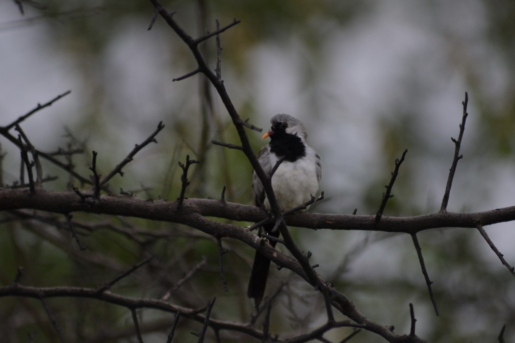 Namaqua Dove