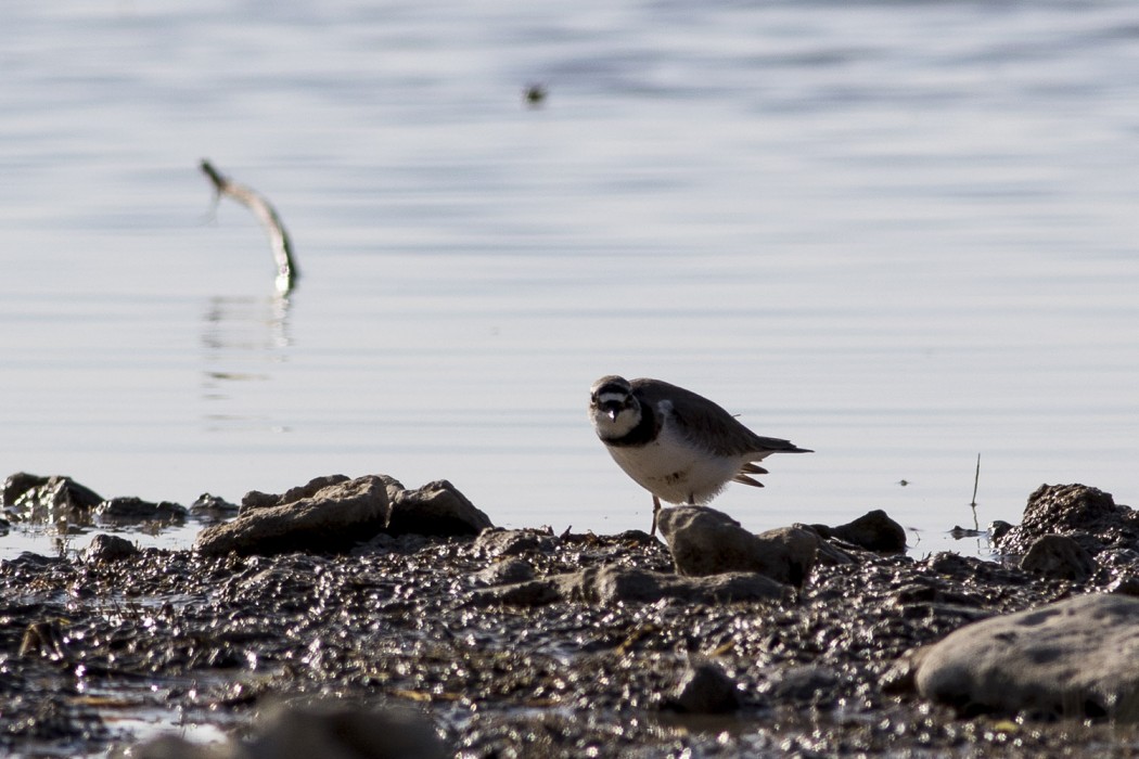 Little Ringed Plover