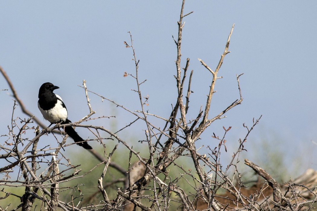 Eurasian Magpie