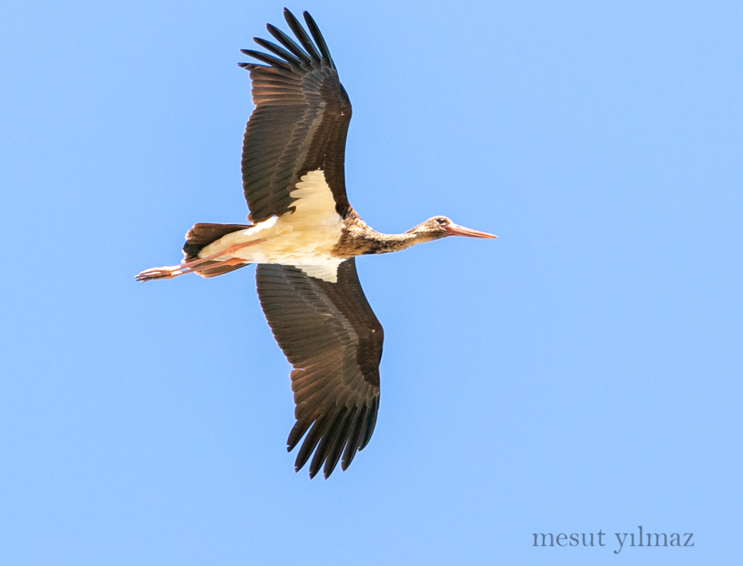 Black Stork