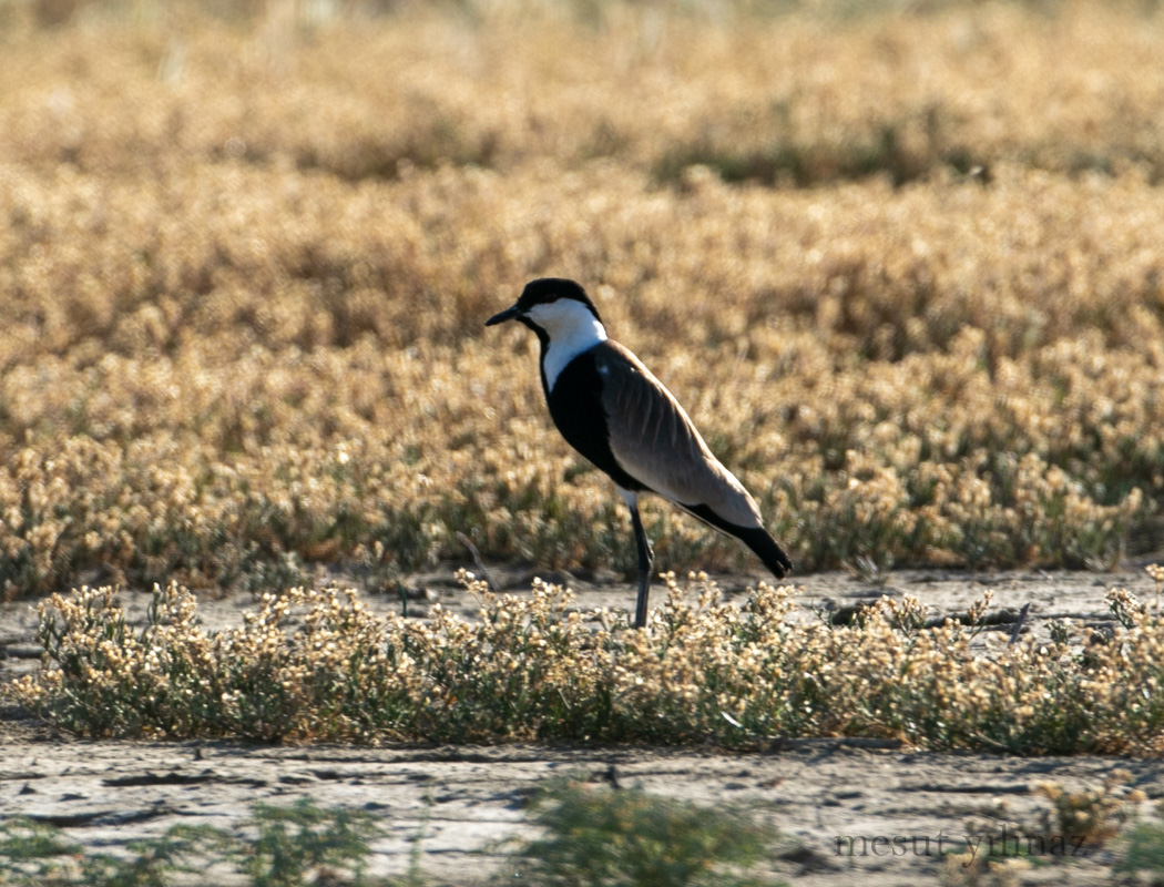 Spur-winged Lapwing