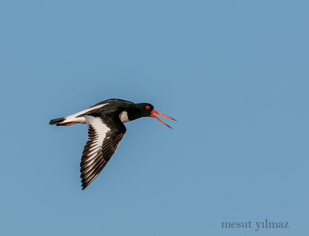 Eurasian Oystercatcher