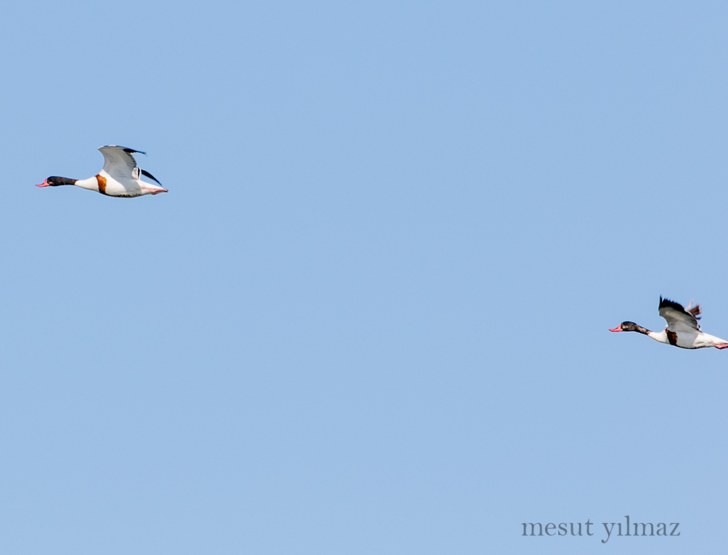 Common Shelduck