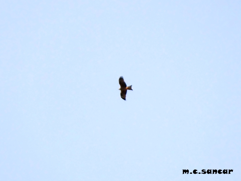 Black Kite