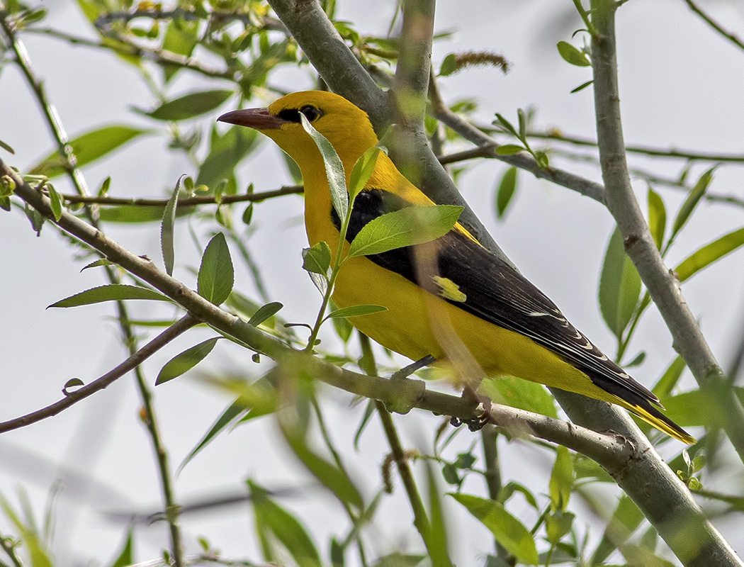 Eurasian Golden Oriole