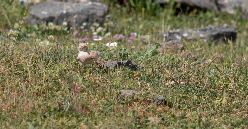 Bar-tailed Lark