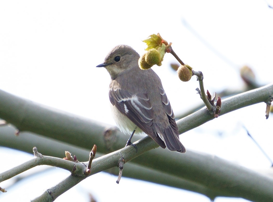Semicollared Flycatcher