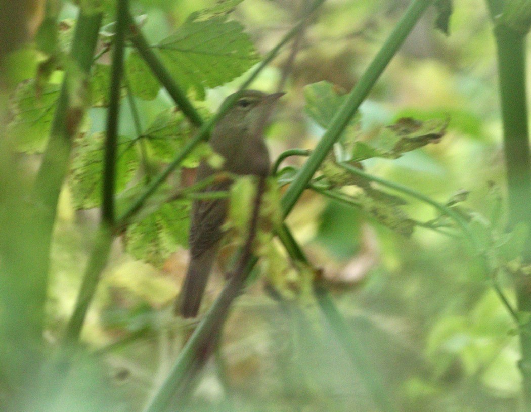 Marsh Warbler