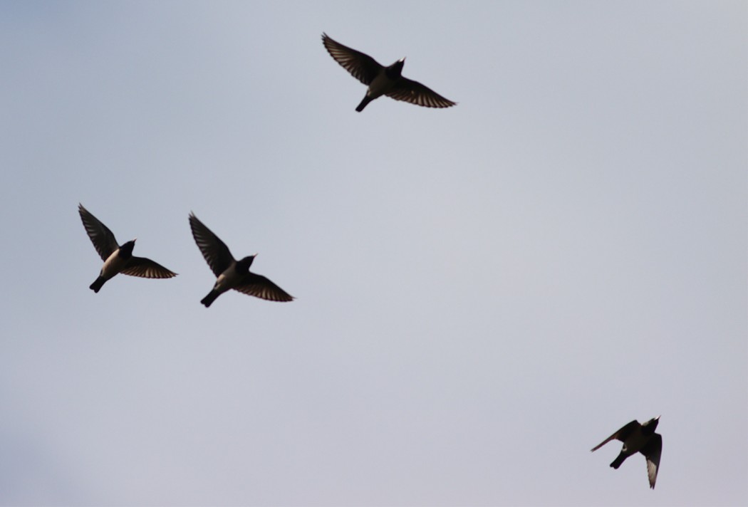 Rosy Starling