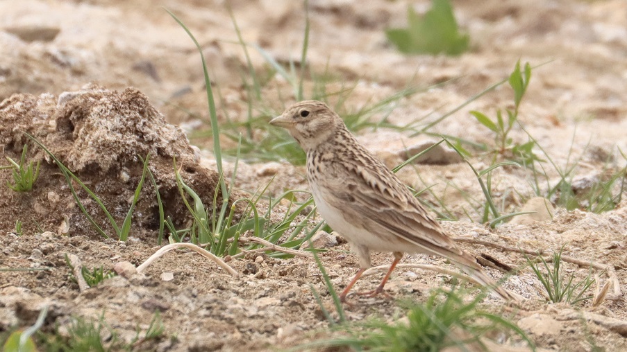 Turkestan Short-toed Lark
