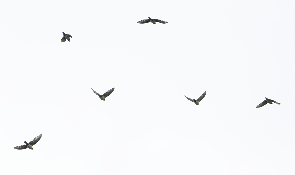 Rosy Starling