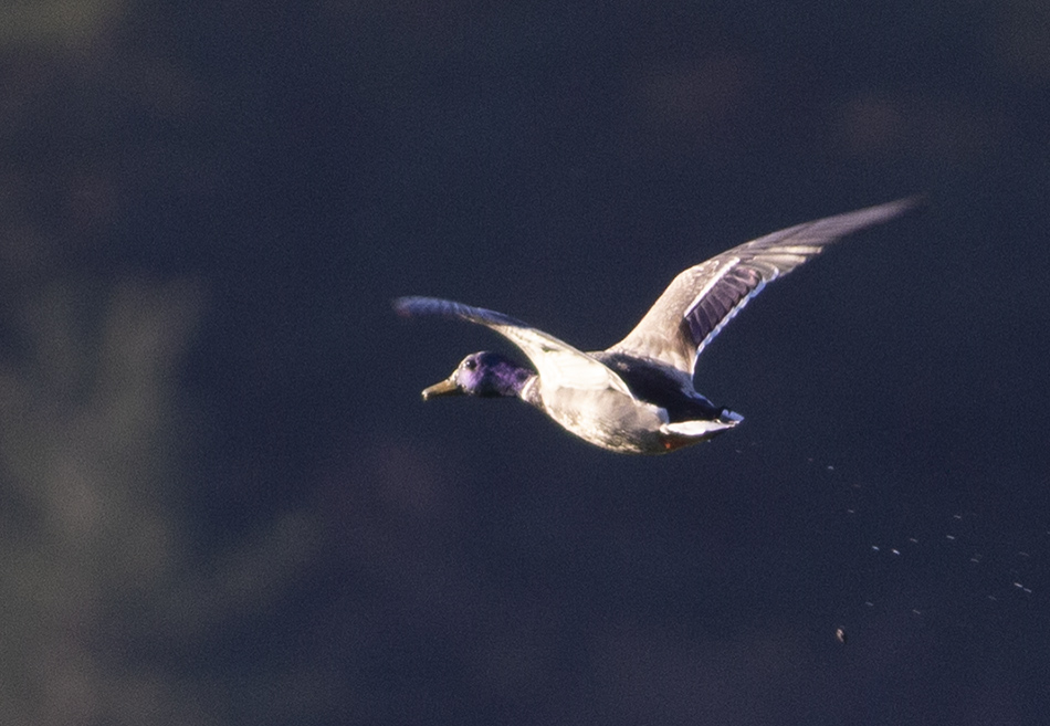 Mallard