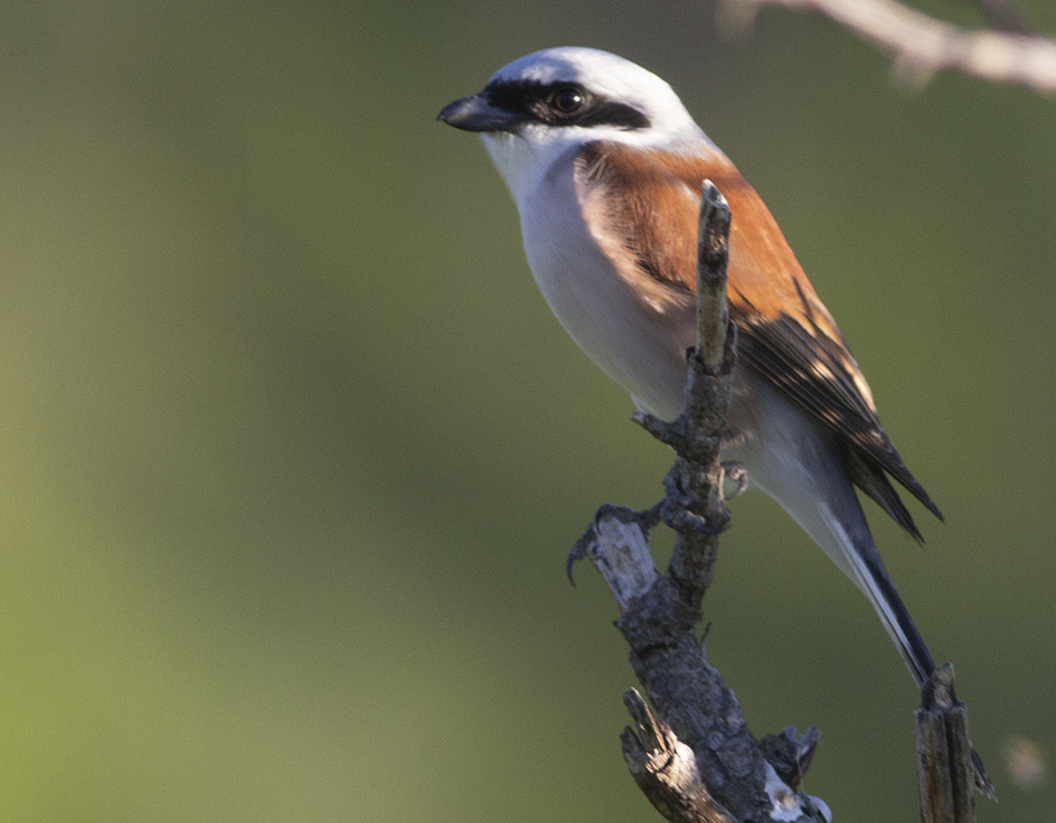 Red-backed Shrike