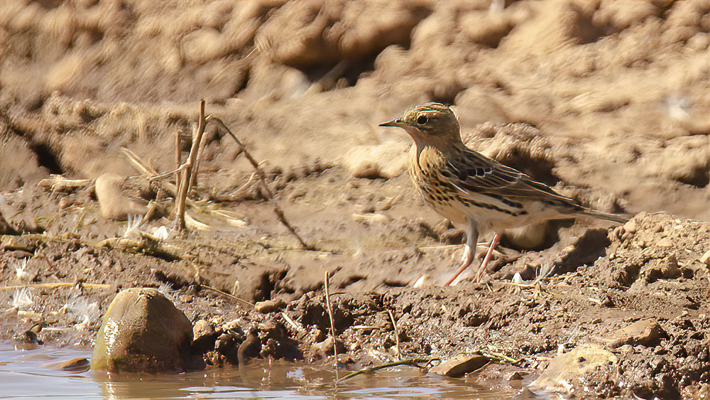 Red-throated Pipit