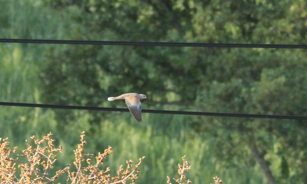 European Turtle Dove