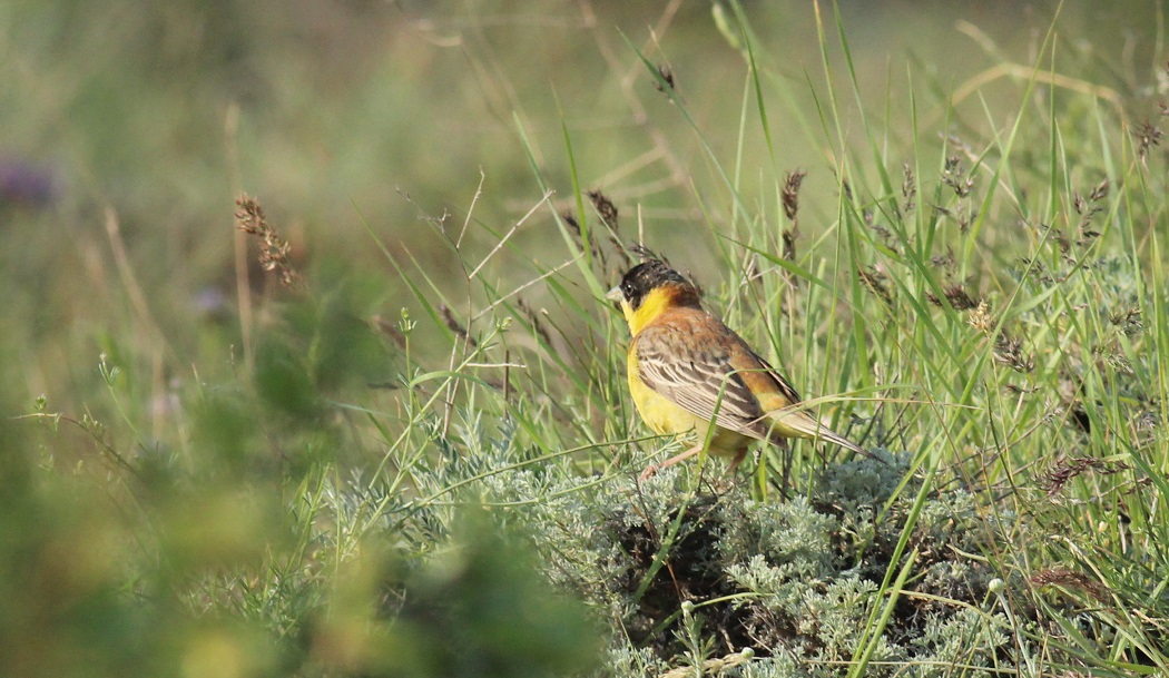 Black-headed Bunting