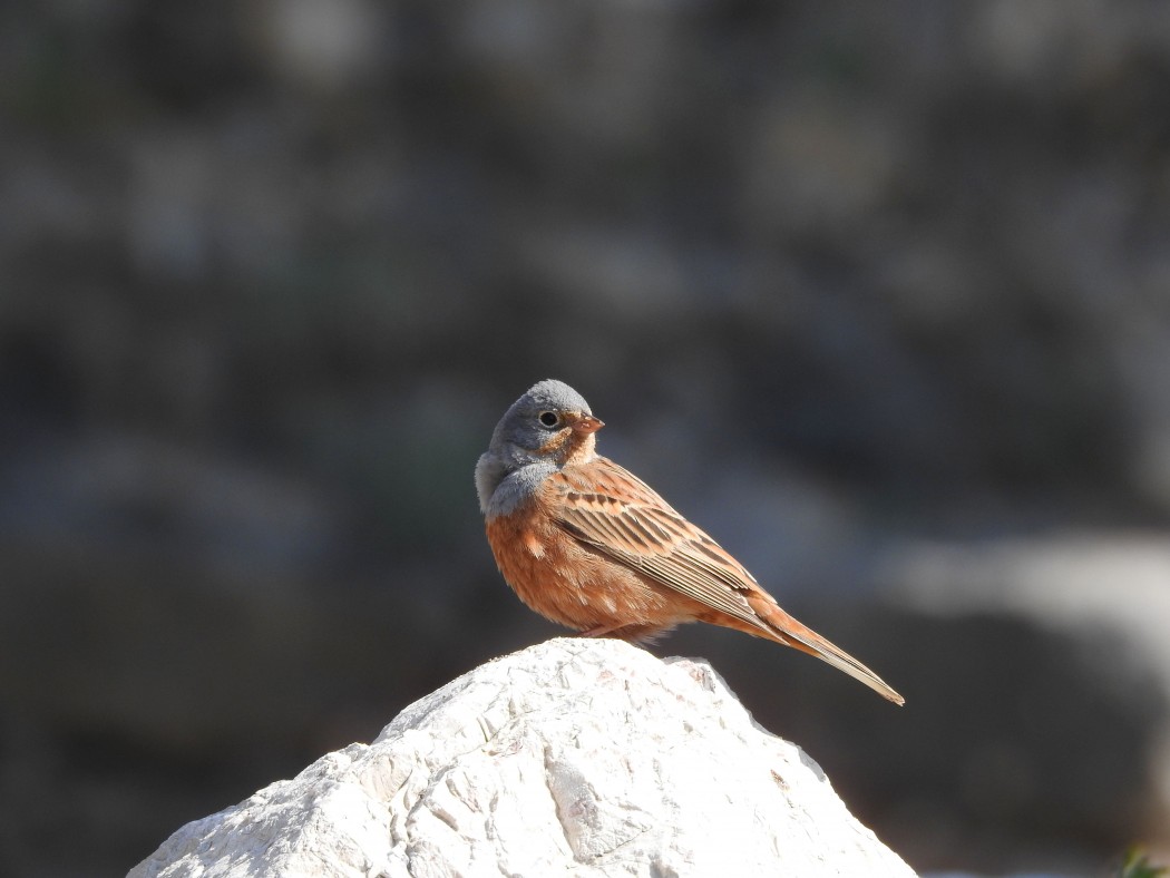 Cretzschmar`s Bunting