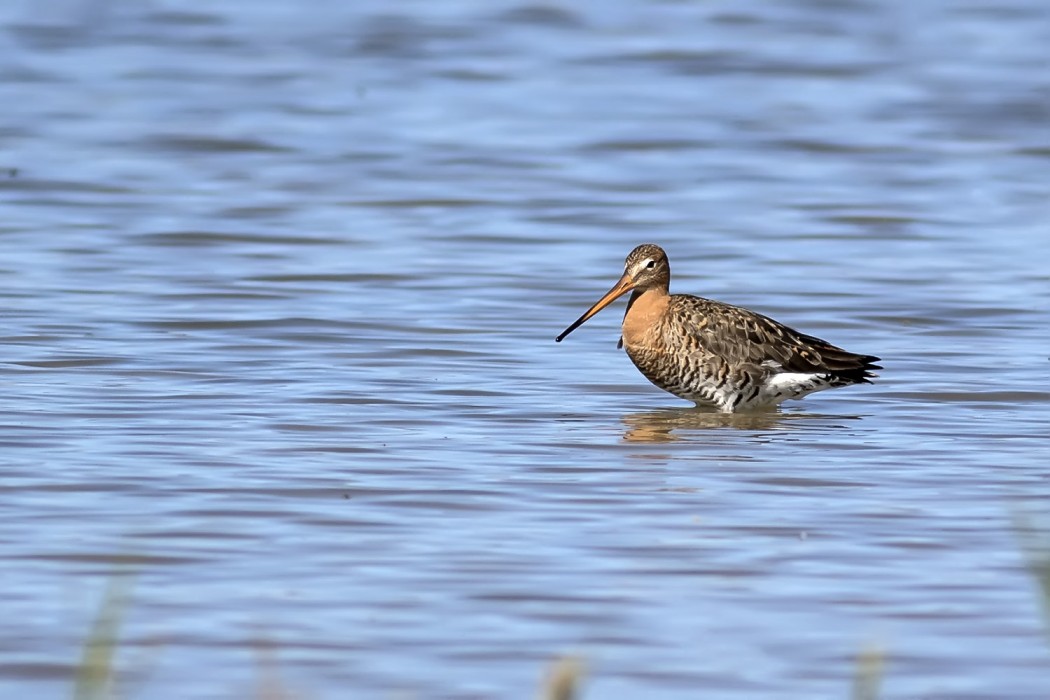 Black-tailed Godwit