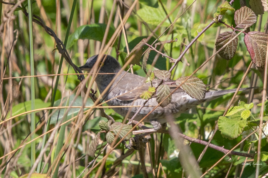 Barred Warbler