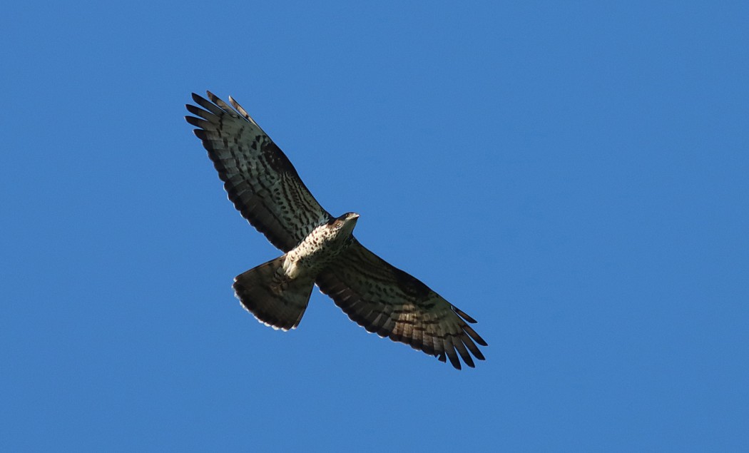 European Honey Buzzard