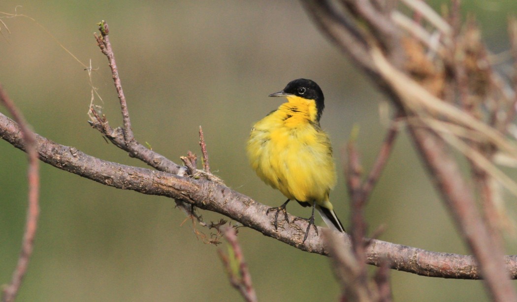 Western Yellow Wagtail