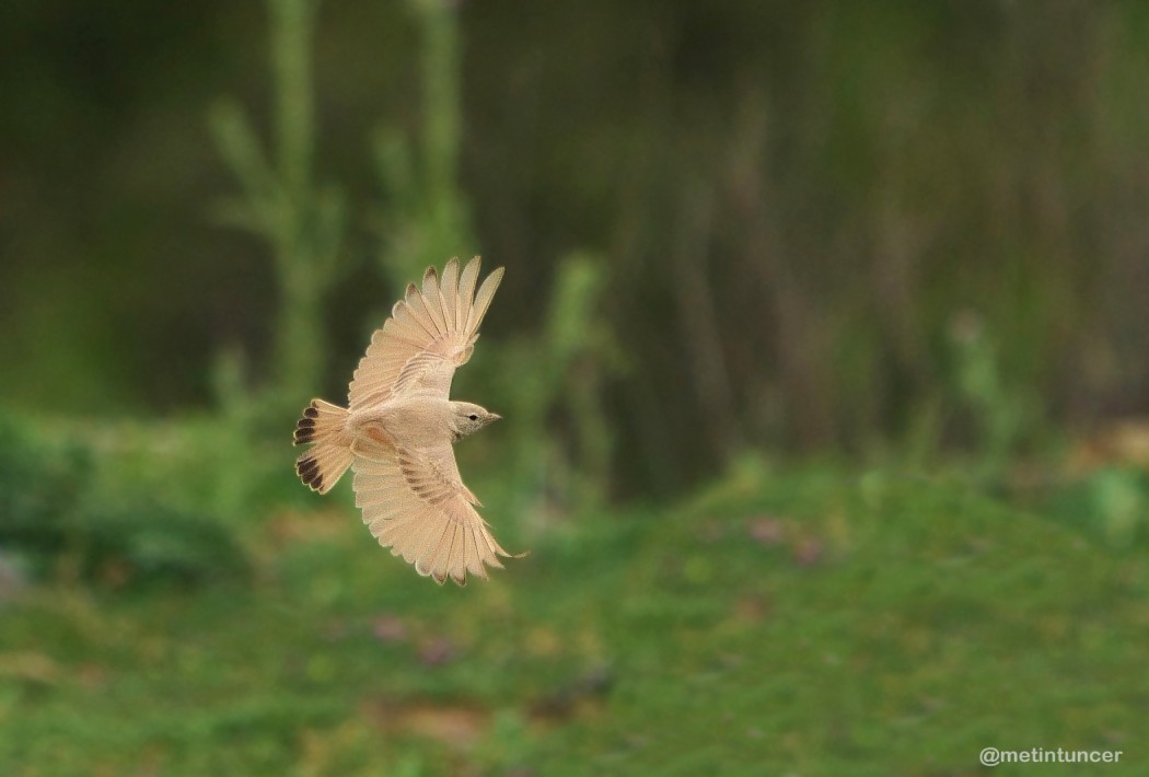 Bar-tailed Lark