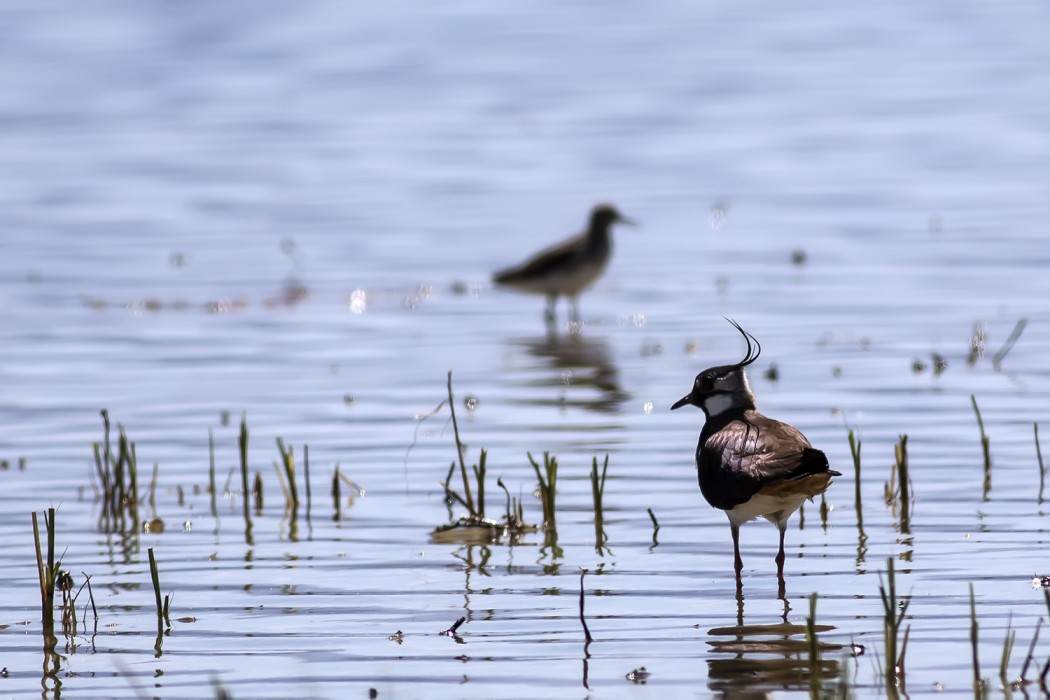 Northern Lapwing