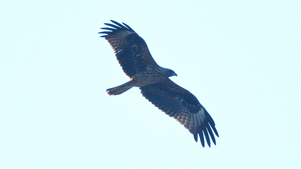 Black Kite