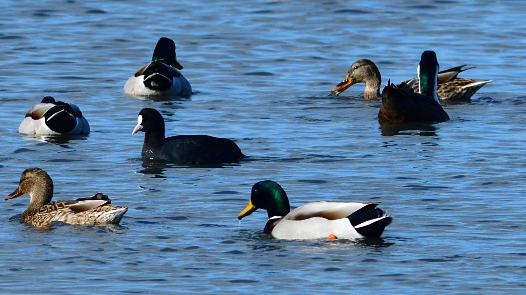 Mallard